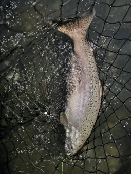 img_1420_54230035282_o-scaled