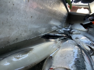 img_1682_54231186514_o-scaled